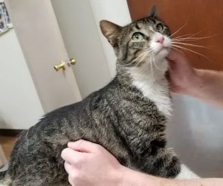 Bryan County Animal Hospital