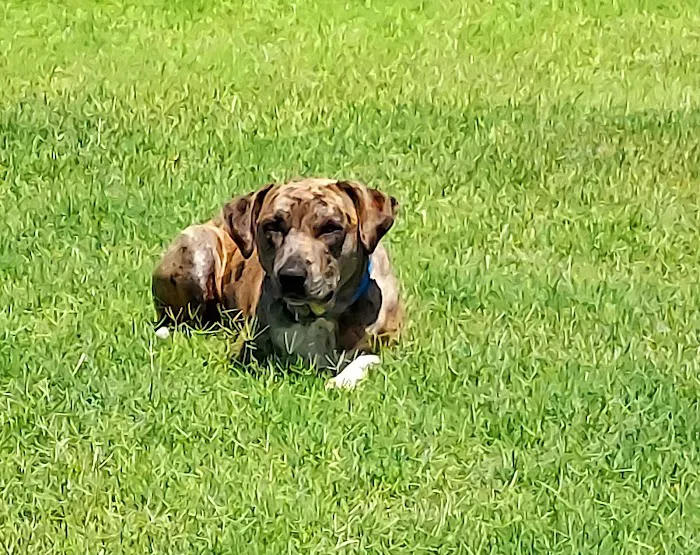 Bryan County Animal Hospital Picture 3