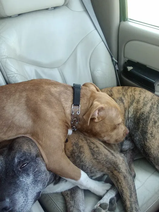 Bryan County Animal Hospital Picture 4
