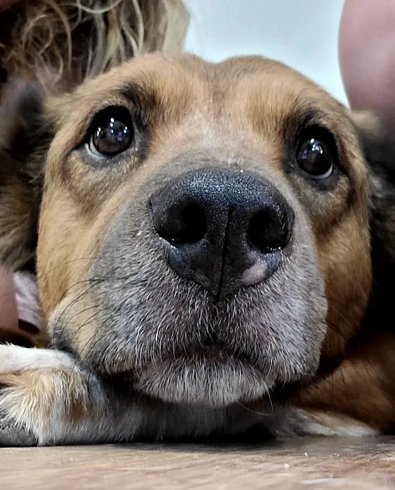 Bryan County Animal Hospital Picture 9