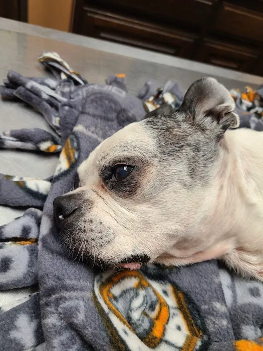 Durant Animal Hospital Picture 3