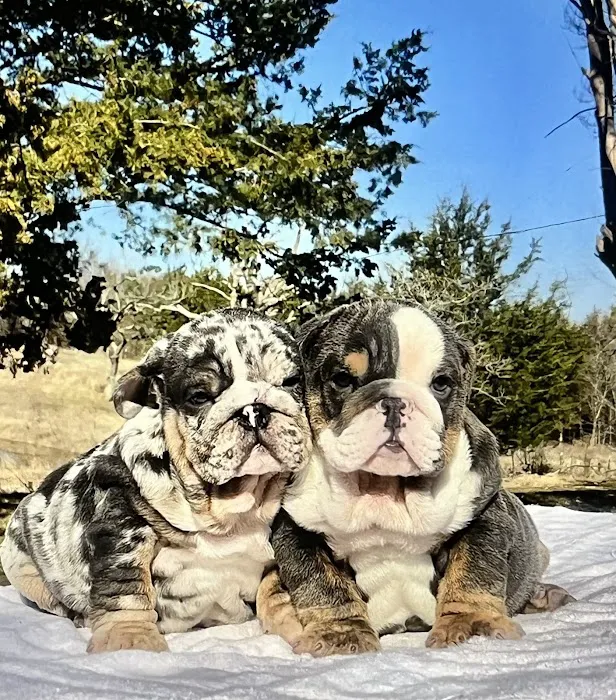 Durant Animal Hospital Picture 5