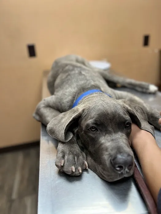 Durant Animal Hospital Picture 4