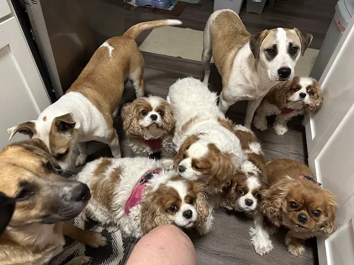 Durant Animal Hospital Picture 7
