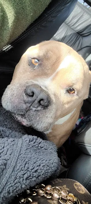 Durant Animal Hospital Picture 10