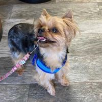 49th Street Veterinary Clinic and Pet Spa ico