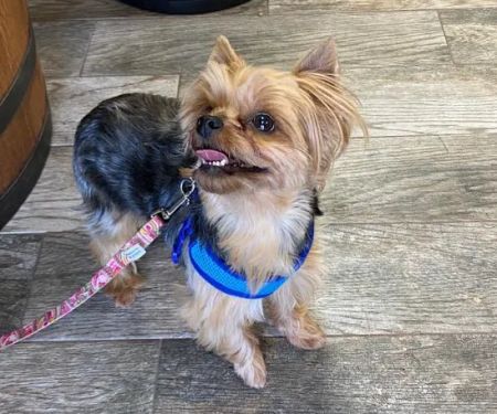 49th Street Veterinary Clinic and Pet Spa
