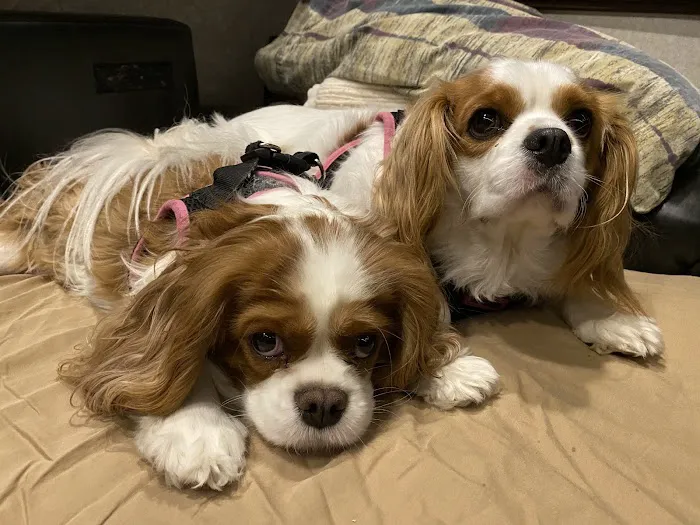 49th Street Veterinary Clinic and Pet Spa Picture 7