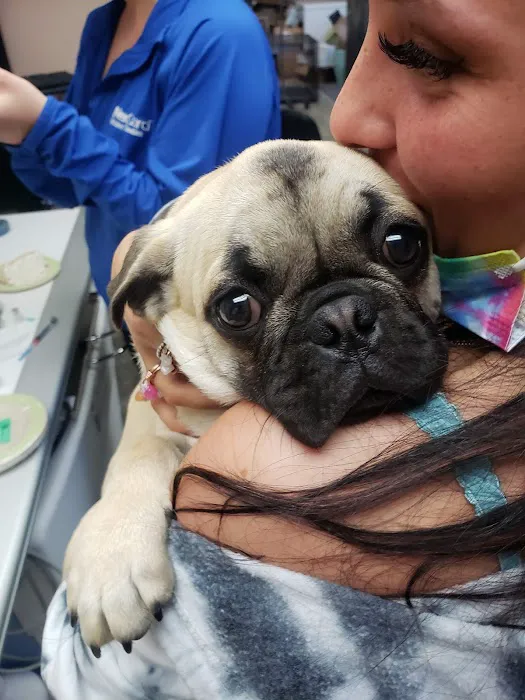 49th Street Veterinary Clinic and Pet Spa Picture 10