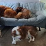 Oklahoma Spay Network