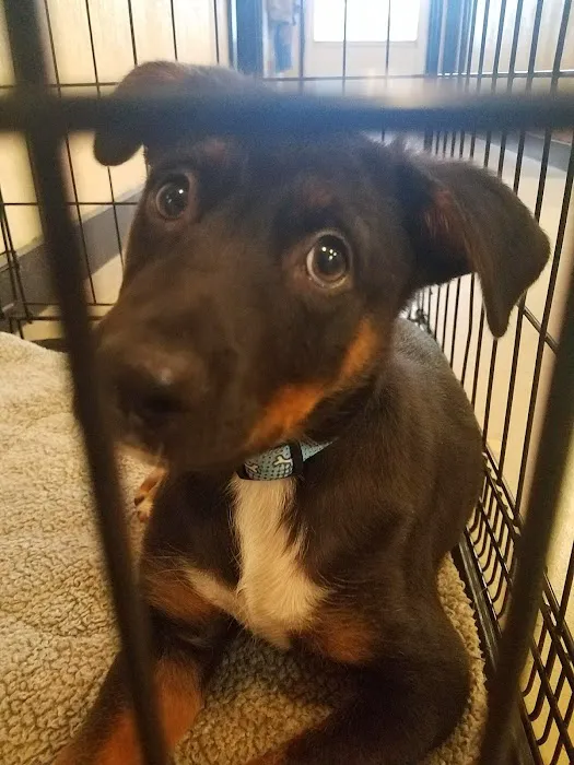 Oklahoma Spay Network Picture 7
