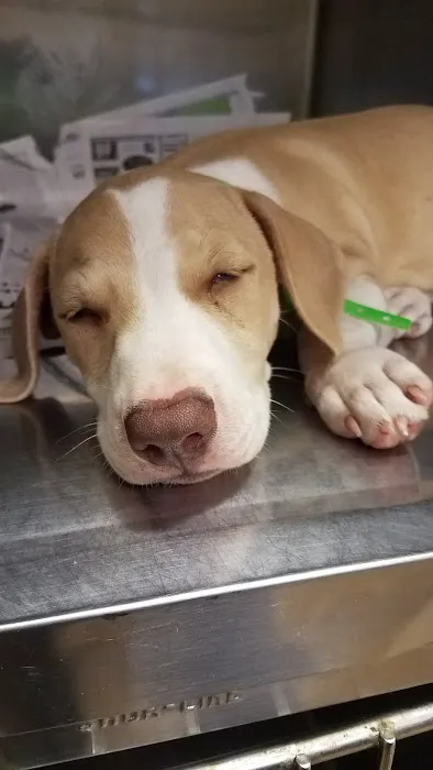 Oklahoma Spay Network Picture 5