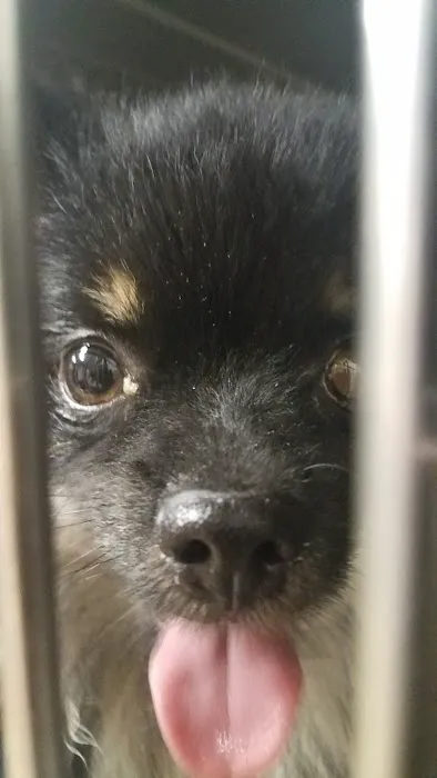 Oklahoma Spay Network Picture 8