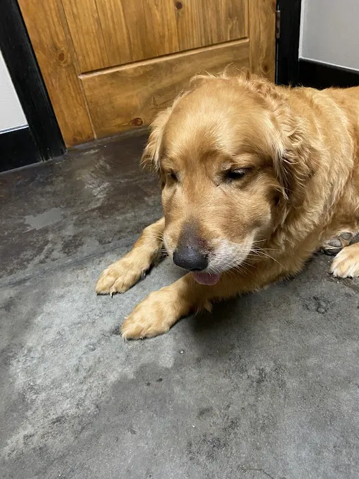 The Vet on 4th Picture 4