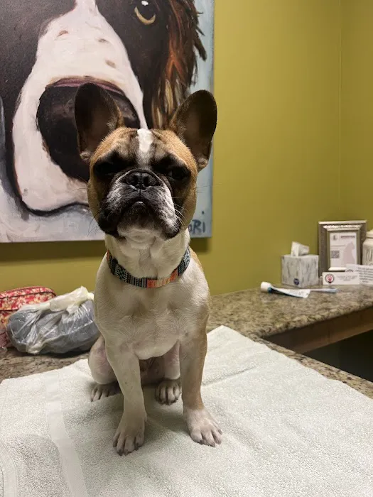 The Vet on 4th Picture 8