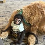 Animal Health and Hospital