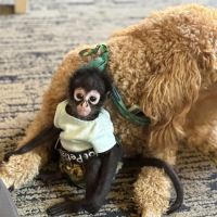Animal Health and Hospital ico