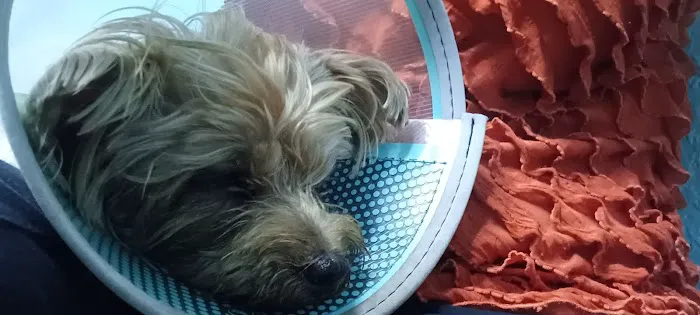 Animal Health and Hospital Picture 7