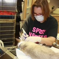 North Creek Animal Hospital ico