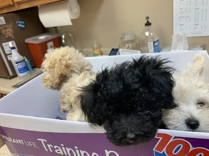 Linderman Animal Hospital Picture 3
