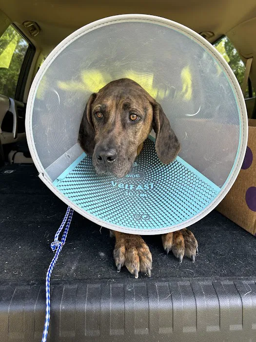 Linderman Animal Hospital Picture 6