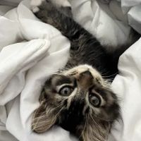 Linderman Animal Hospital ico