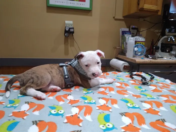 Huntsville Animal Clinic Picture 3