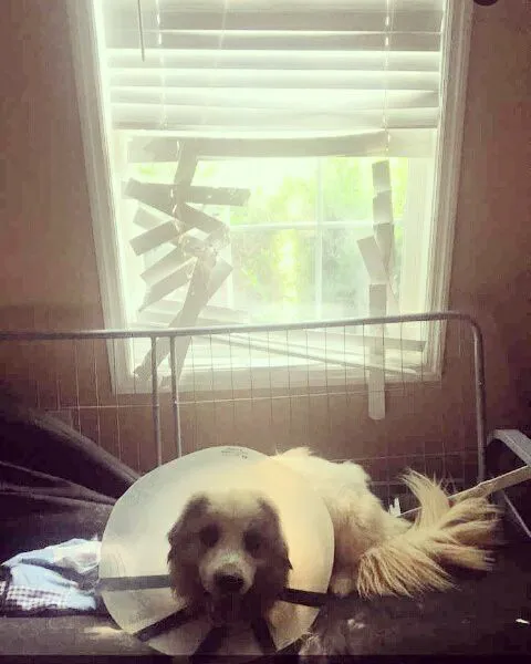 Huntsville Animal Clinic Picture 1
