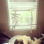 Huntsville Animal Clinic