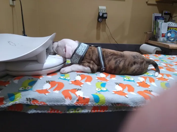 Huntsville Animal Clinic Picture 10