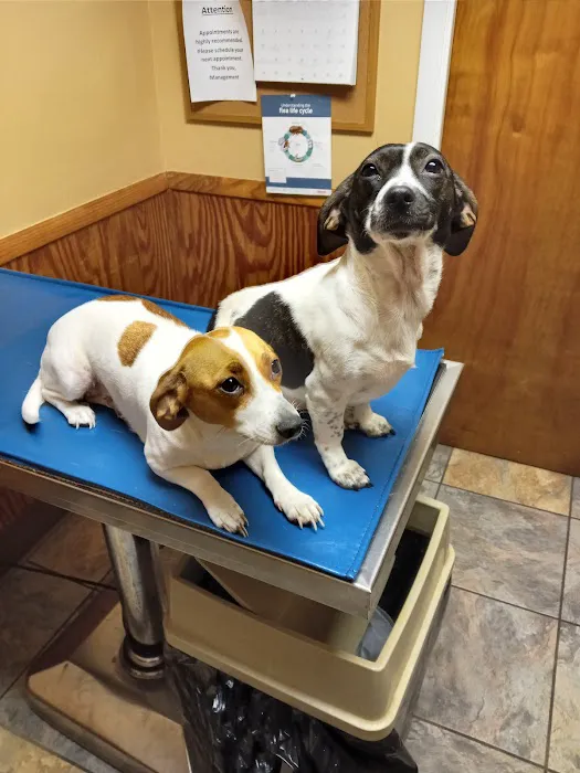 Huntsville Pet Vet Picture 1