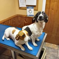 Huntsville Pet Vet ico