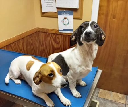 Huntsville Pet Vet