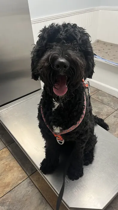 Huntsville Pet Vet Picture 9