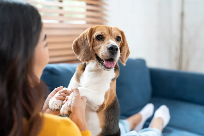 Huntsville Pet Vet Picture 10