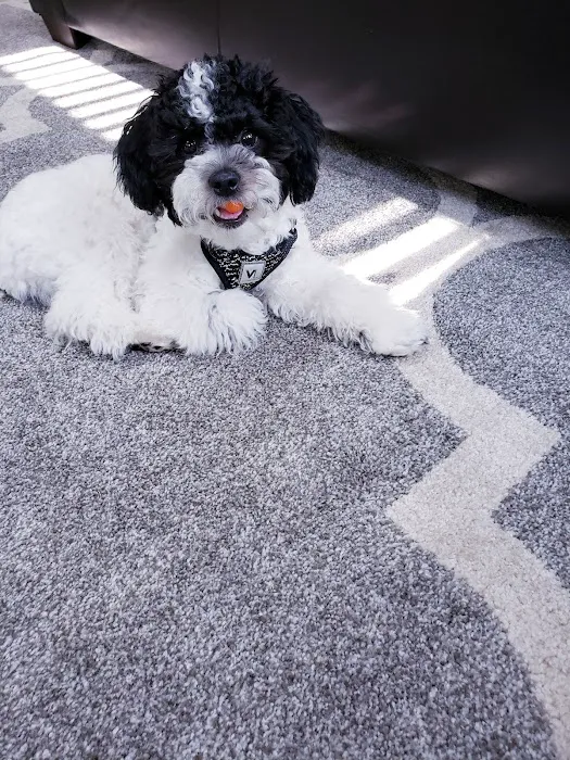 Pet Hospital of Madison Picture 3