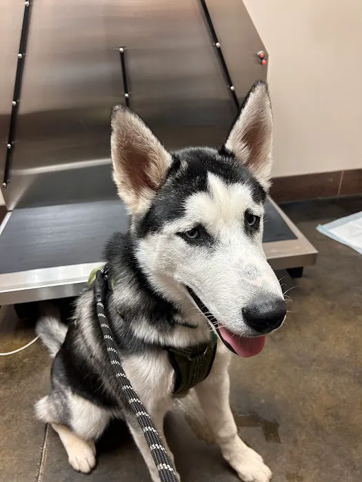 Pet Hospital of Madison Picture 5