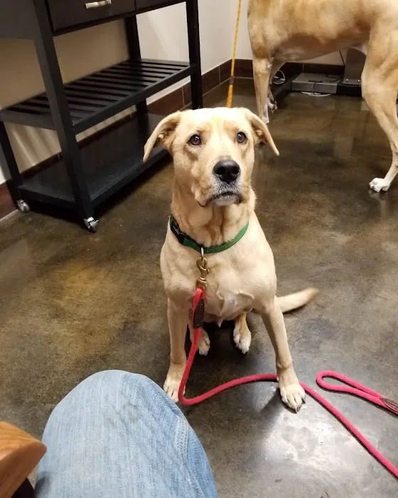Pet Hospital of Madison Picture 4