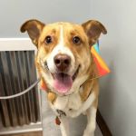Rocket City Veterinary Hospital