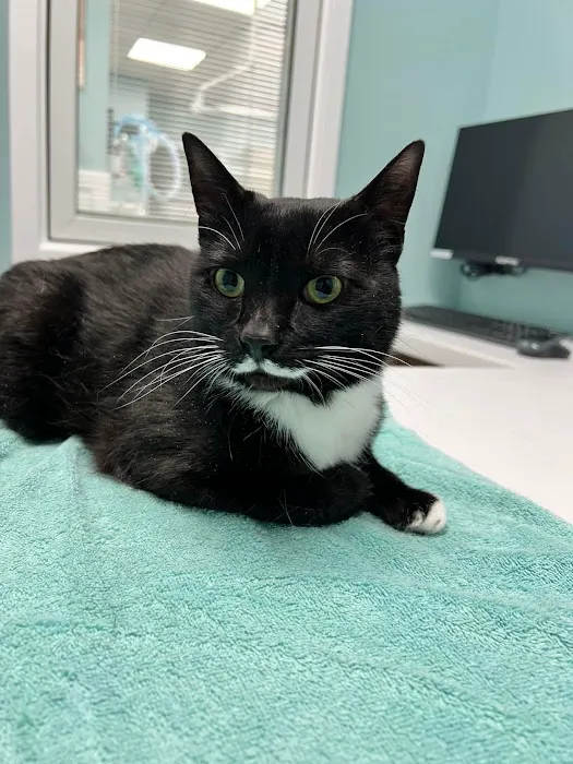 Rocket City Veterinary Hospital Picture 7