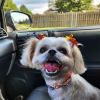 Mill Creek Veterinary Care Center ico