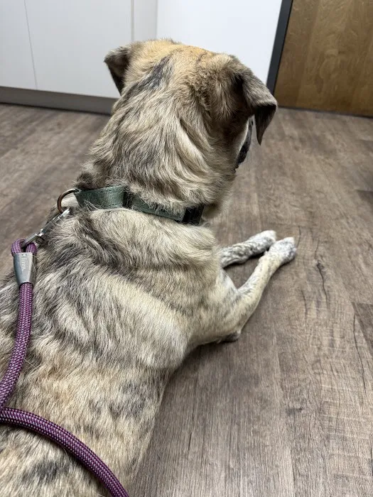 Mill Creek Veterinary Care Center Picture 6