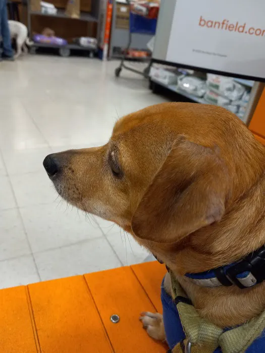 Banfield Pet Hospital Picture 7