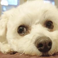 Cornerstone Animal Hospital ico