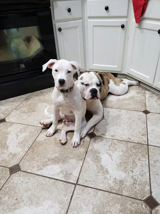 Cornerstone Animal Hospital Picture 10