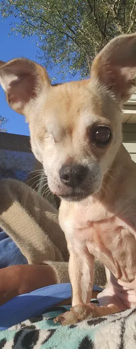 Animal Eye Center Picture 2