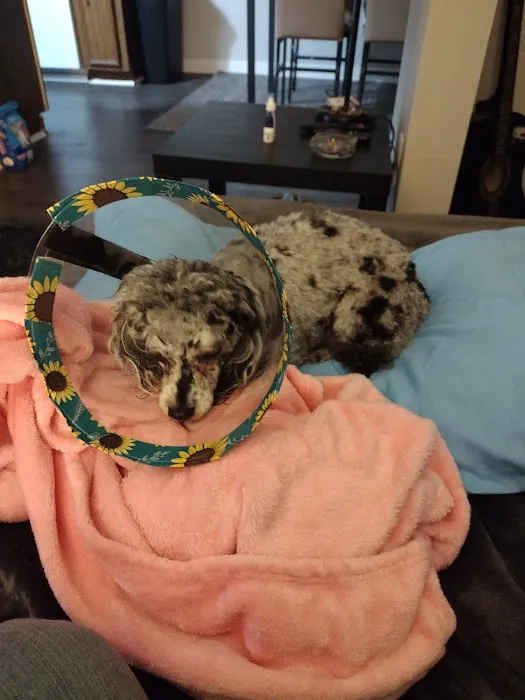 Animal Eye Center Picture 4