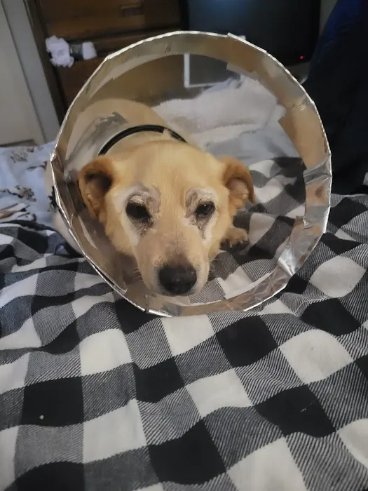 Animal Eye Center Picture 7