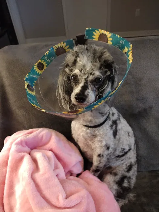 Animal Eye Center Picture 8