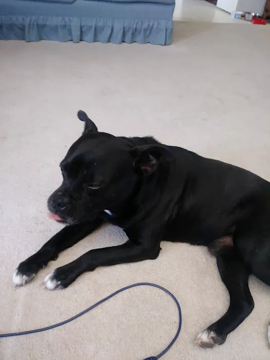 Apollo Animal Hospital PC Picture 8